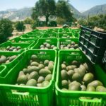 Producción de Palta en Cusco